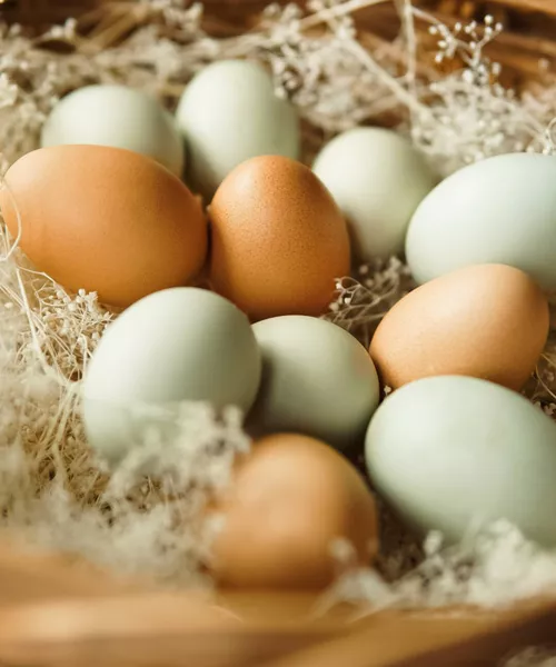 Farm eggs arranged in protective crating